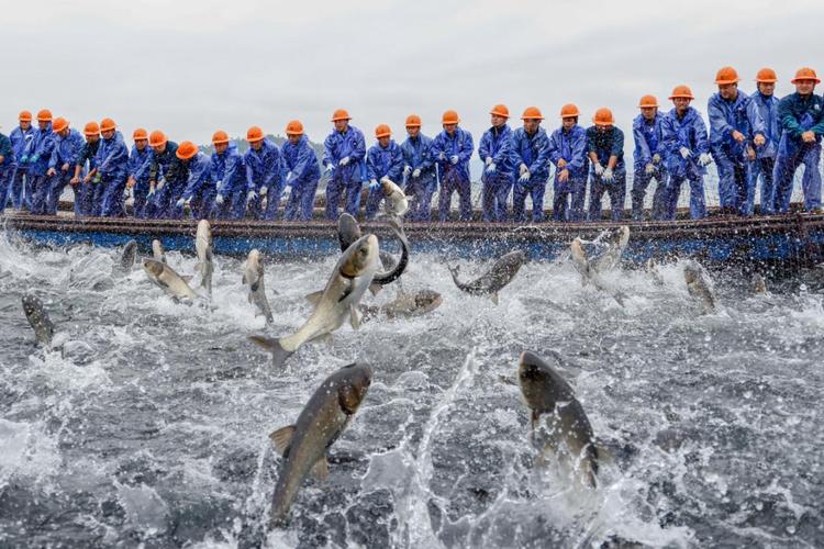 严防野猪“流窜作案”，国家林草局最新回应