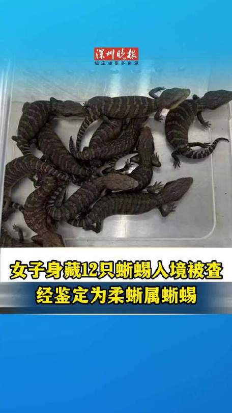 腰上藏12只蜥蜴，被海关查获！