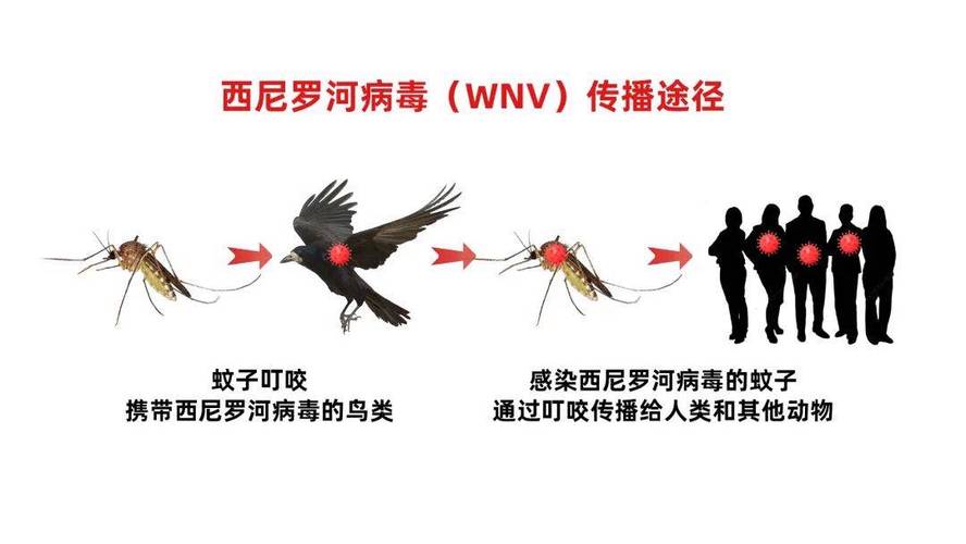 注意防范！全球多地暴发西尼罗河病毒疫情 至少62人死亡