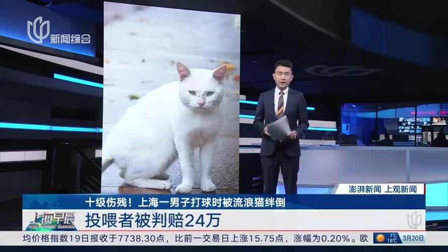 “男子打球被猫绊倒投喂者赔24万”案再审开庭，将择期裁判，原告及投喂者拒绝调解